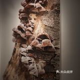 博物馆商场K11，逛街还能看展览[加油]