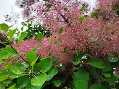 -永定河休闲森林公园