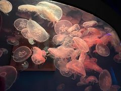 -大连圣亚海洋世界