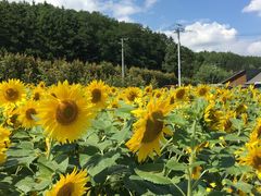 -富田农场