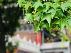 -八大处公园