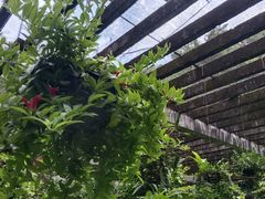 -深圳仙湖植物园
