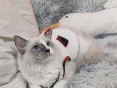 -猫爷宠物生活馆·撸猫馆