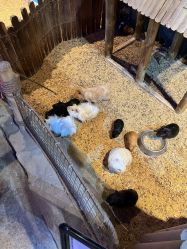 -酷嗒动物文化乐园(cutezoo西溪乐天城店)