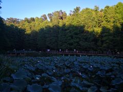 -深圳仙湖植物园-停车场