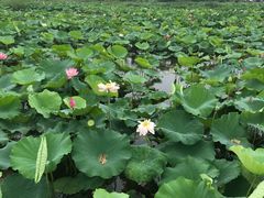 -荷塘月色湿地公园·向阳花洲