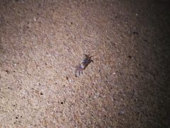 -Green Lobster Waskaduwa Seafood Restaurant