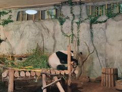 -深圳野生动物园