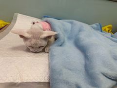-纳吉亚猫专科动物医院博雅分院