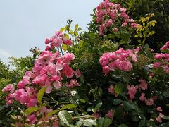 -武汉紫薇都市田园