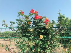 -呼吸森林·生态农庄农家乐私房菜