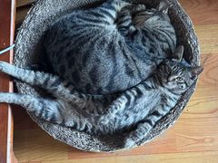 -派特宠物医院(圆融广场店)