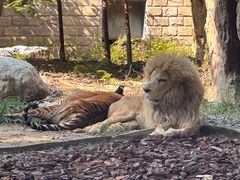 -北京野生动物园