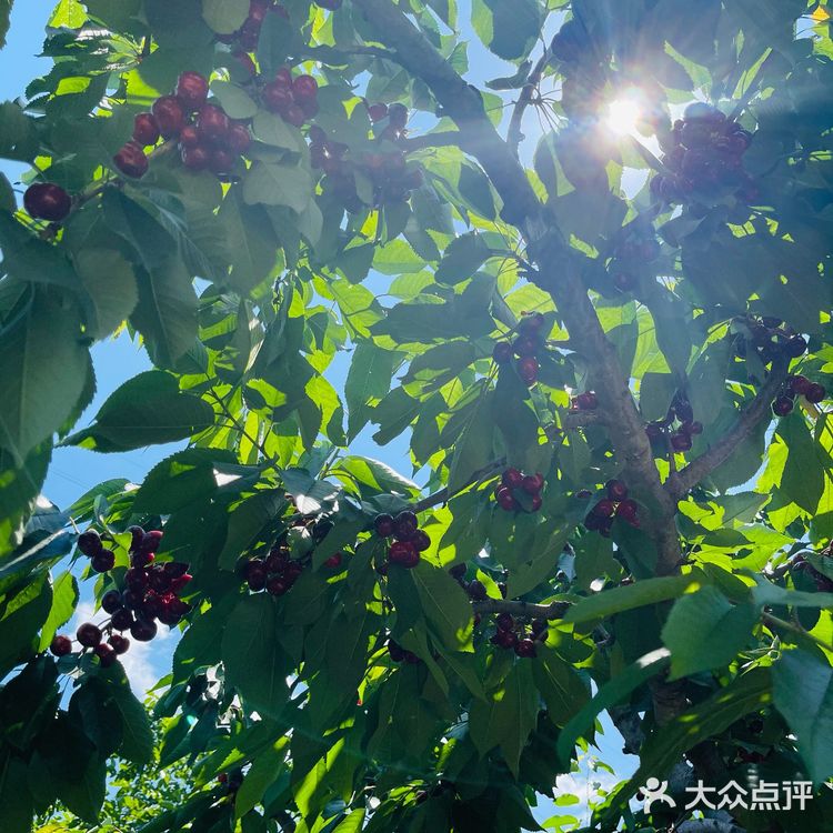 这个时候最适合来摘樱桃了。中午还去附近吃鸽子了