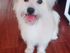 -翊宠yipet猫狗购宠庄园犬舍•猫舍