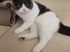 -瑞鹏宠物医院·猫科·宠保定点(梅溪湖分院)