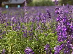 -静之湖湖畔餐厅