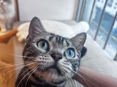 -有喵·猫咖·狗咖·30几只猫10只小狗(岗厦店)
