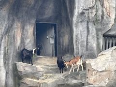 -武汉动物园