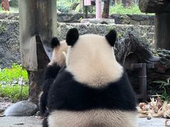 -都江堰中华大熊猫苑