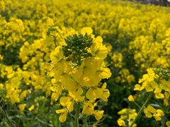 -明蜀王陵(地铁站)