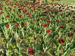 -长春公园(普阳街道)