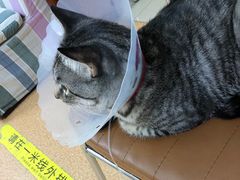 -宠颐生中康贝怡动物医院
