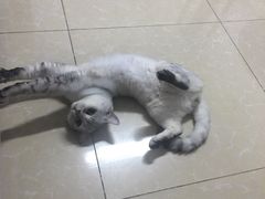 -灵美宠物诊所