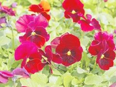 -青峰峡国家森林公园