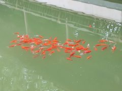 -绳金塔