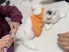 -瑞派康怡24h宠物医院·犬猫医疗中心·微创绝育(瑞景分院)