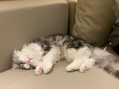 -猫腻·猫咖·撸猫馆(星光大道店)
