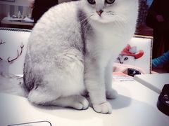 -猫小院猫主题咖啡厅(北锣店)