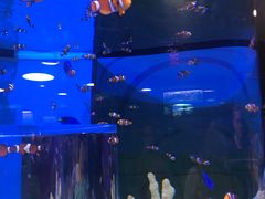 -瑞普利水族馆