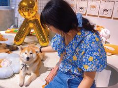 -柴务处·柴犬主题狗咖