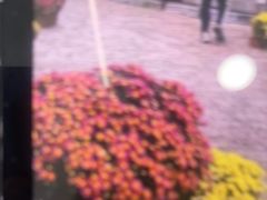 -木王宴语·野生鲜菌火锅(玉河店)