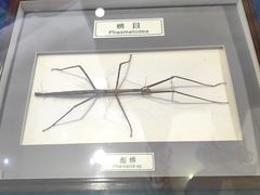 -上海昆虫博物馆