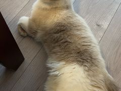 -艾贝尔宠物医院 ·中兽医·宠保定点(北门桥店)