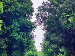 -重庆睡佛山森林公园