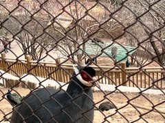 -青藏高原野生动物园