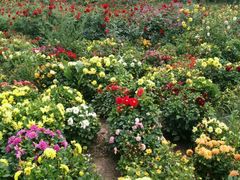 -北纬44度·金珠花海休闲农业旅游景区