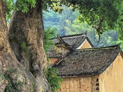 -杨家堂村