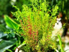 -中国科学院华南植物园