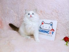 -十年猫舍·猫咪专门店(普陀店)