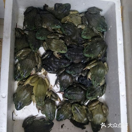 重庆美蛙鱼火锅(阿坝店)