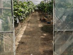 -马陆小张葡萄园农家乐