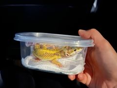 -酷以爬仙阁实体爬宠店·守宫·蜥蜴·专业繁育