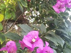 景点-呀路古热带植物园