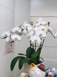 -JUVA欧华医美连锁