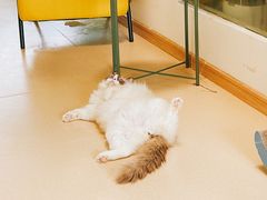 -猫在这儿猫咪咖啡馆·撸猫馆